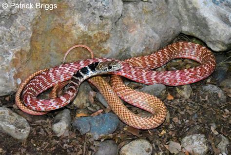 arizona red racer snake.